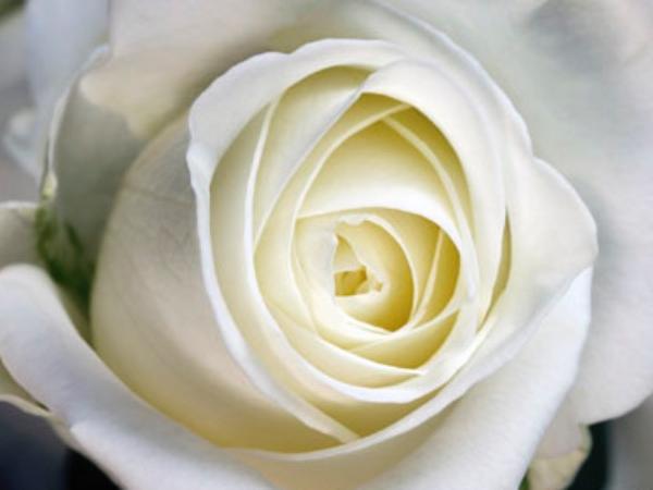 Kukkii - Ruusut - Vaalkoinen ruusu